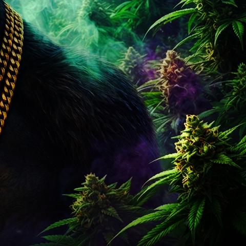 Gorilla Glue cover
